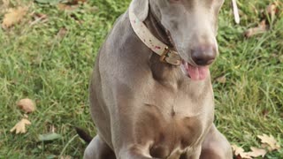 Dog being friendly giving his paw to shake