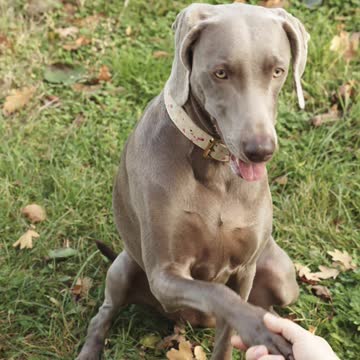 Dog being friendly giving his paw to shake