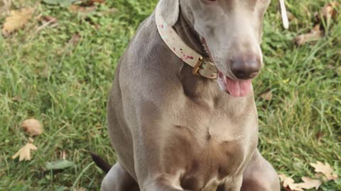 Dog being friendly giving his paw to shake