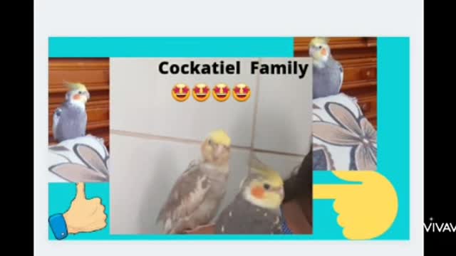 cockatiel Family ,cockatiel world...