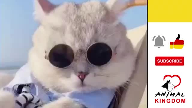 The cat in this video is looking to cool for school