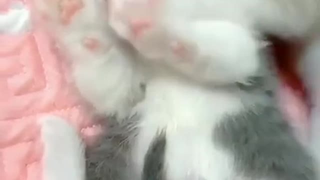 Cute kitten playing funny videos 😁😁