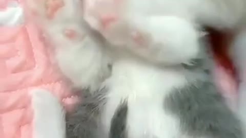 Cute kitten playing funny videos 😁😁