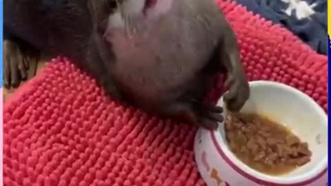 Animais engraçados Funny