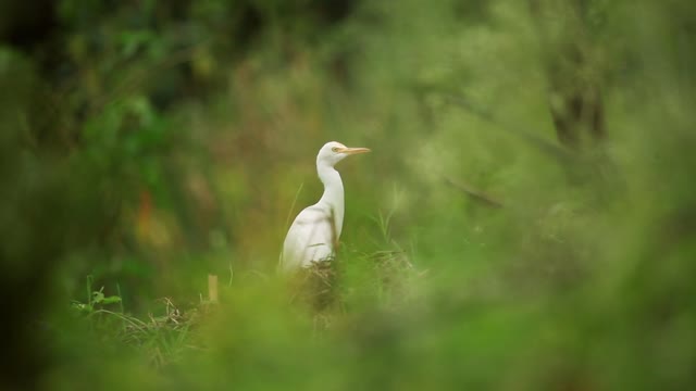 Herons gyo