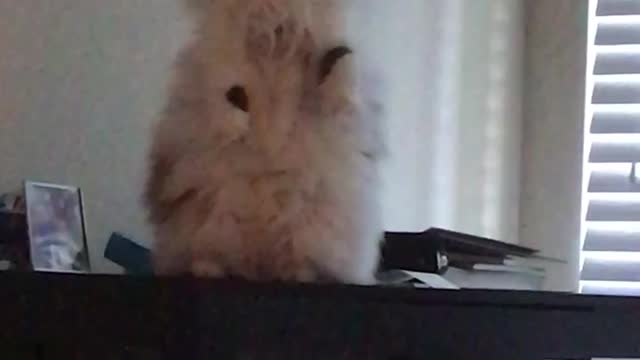 Large white cat stands on his hind legs