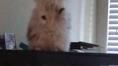 Large white cat stands on his hind legs