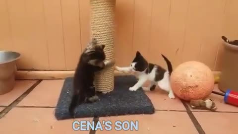 animal videos watch until it ends