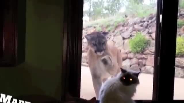 MOUNTAIN LION VS HOUSE CAT