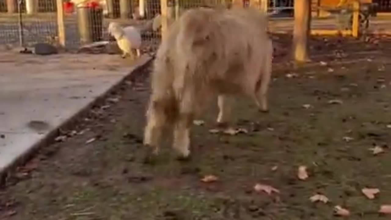 Cows can get zoomies too