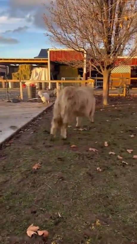 Cows can get zoomies too