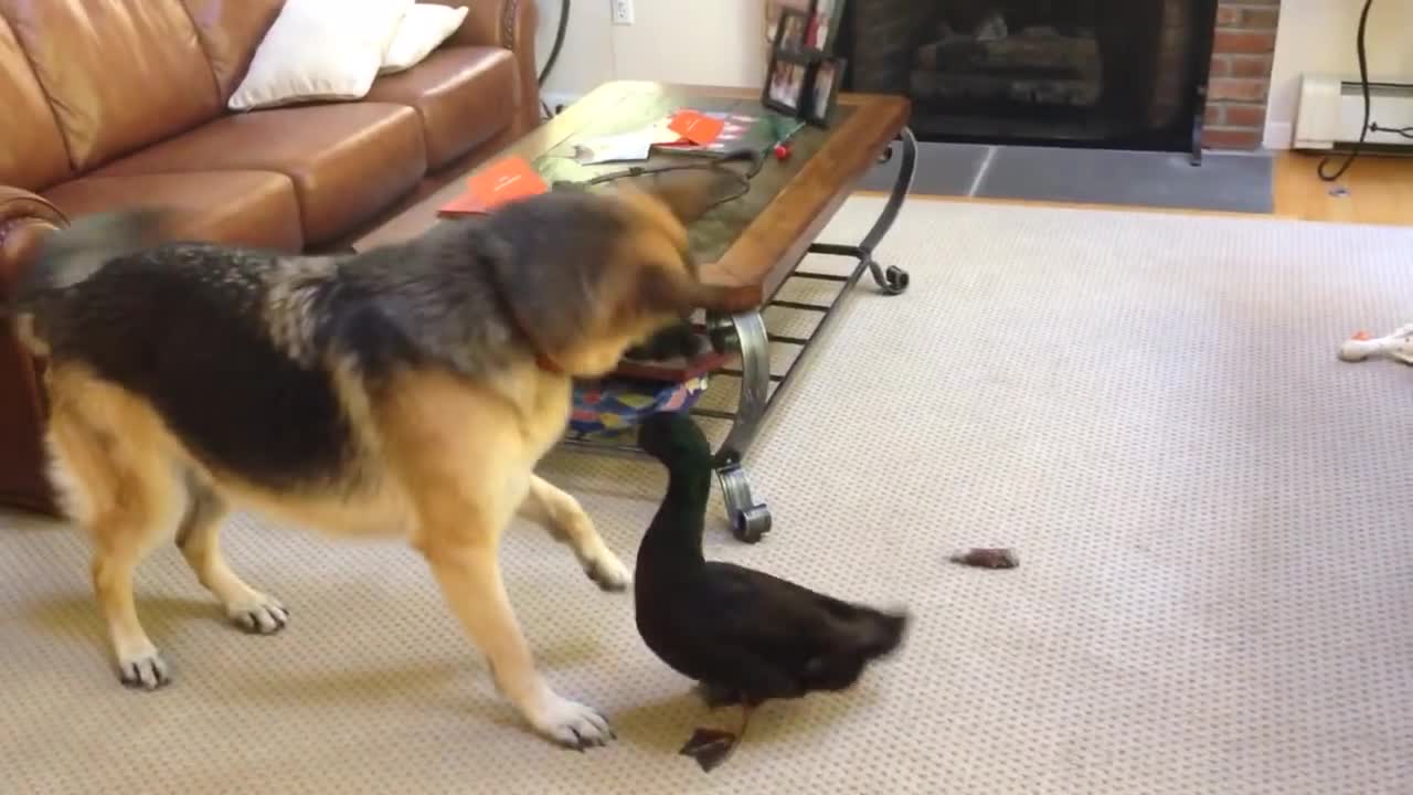 German Shepherd Plays Around with Duck2