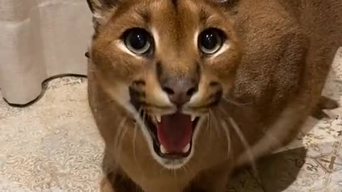 "Cat" living in the grassland desert