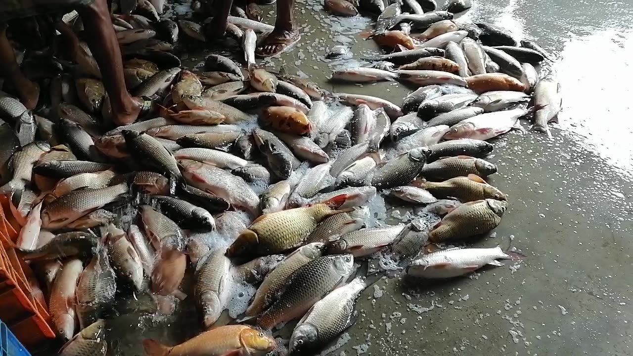 Fresh fish at the local market!