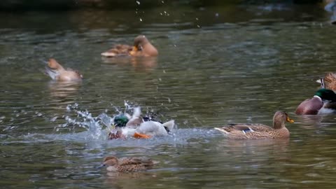 Duck dancing