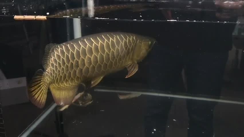 The golden fish swims slowly