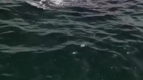 Encountered a whale splashing in the open sea