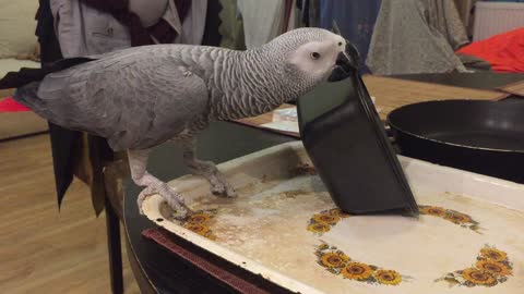 African grey and kitchen