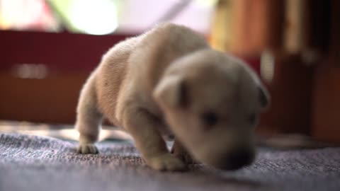 Adorably confused dog after his father leaves him alon