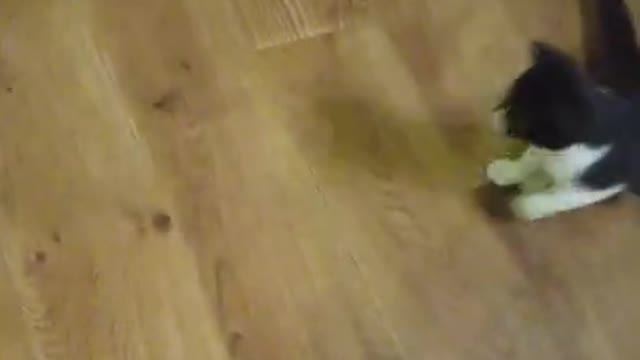 Funny cats