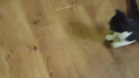 Funny cats