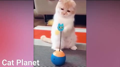 Funny Cats Video_2021