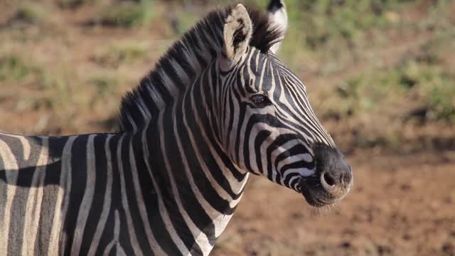 Zebra Close up