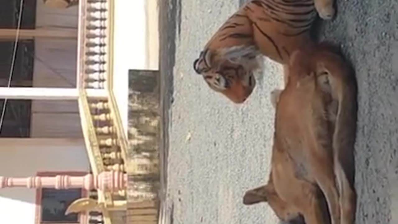 "Animal Antics: Hilarious Pranks Caught on Camera"