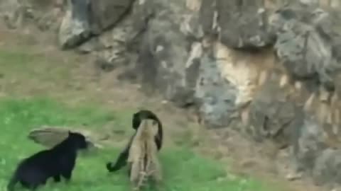 wild animals fight till death# roaring video