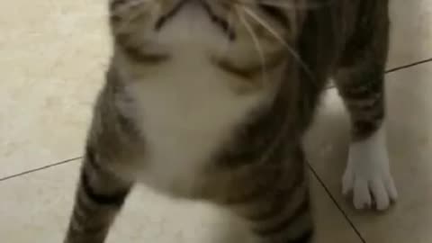 Funny cats and animals