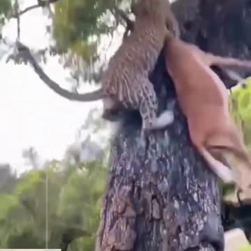 Snake Leopard and Deer. funny animal video. angry fight animal. #tending #viral #animal #justchill