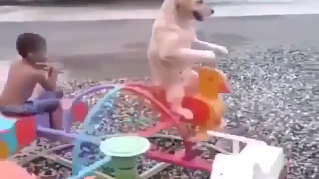 Dogs and the slide