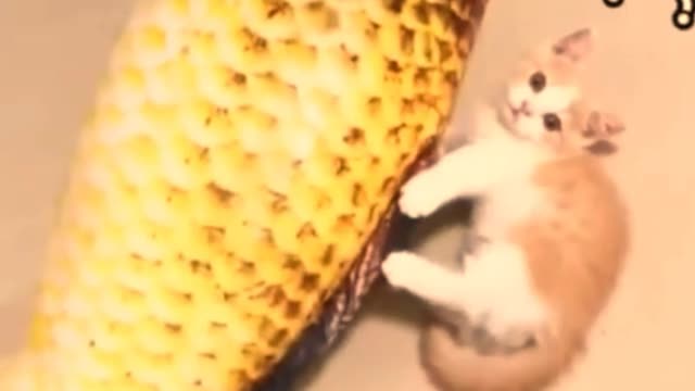 Funny cat eating fish