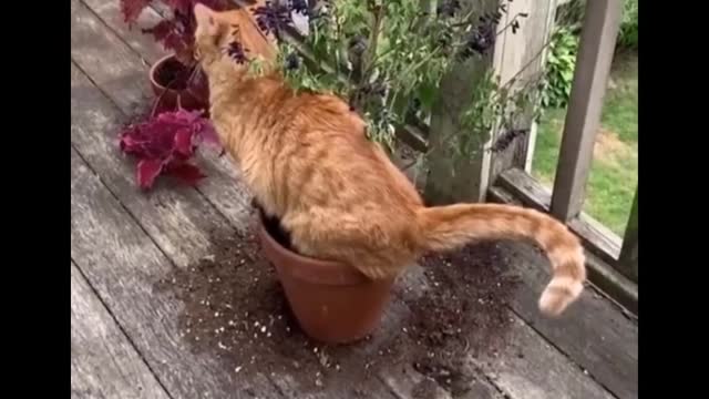 Funniest Cats - Funny Cats Life - Funny Animal Videos Episode 14