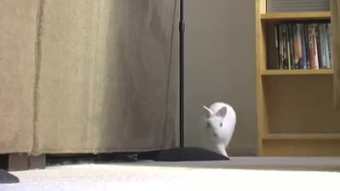 bunny walks like person