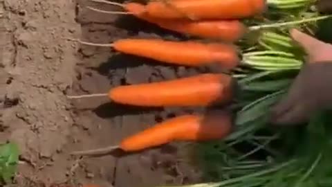 How to make carrots in the ground