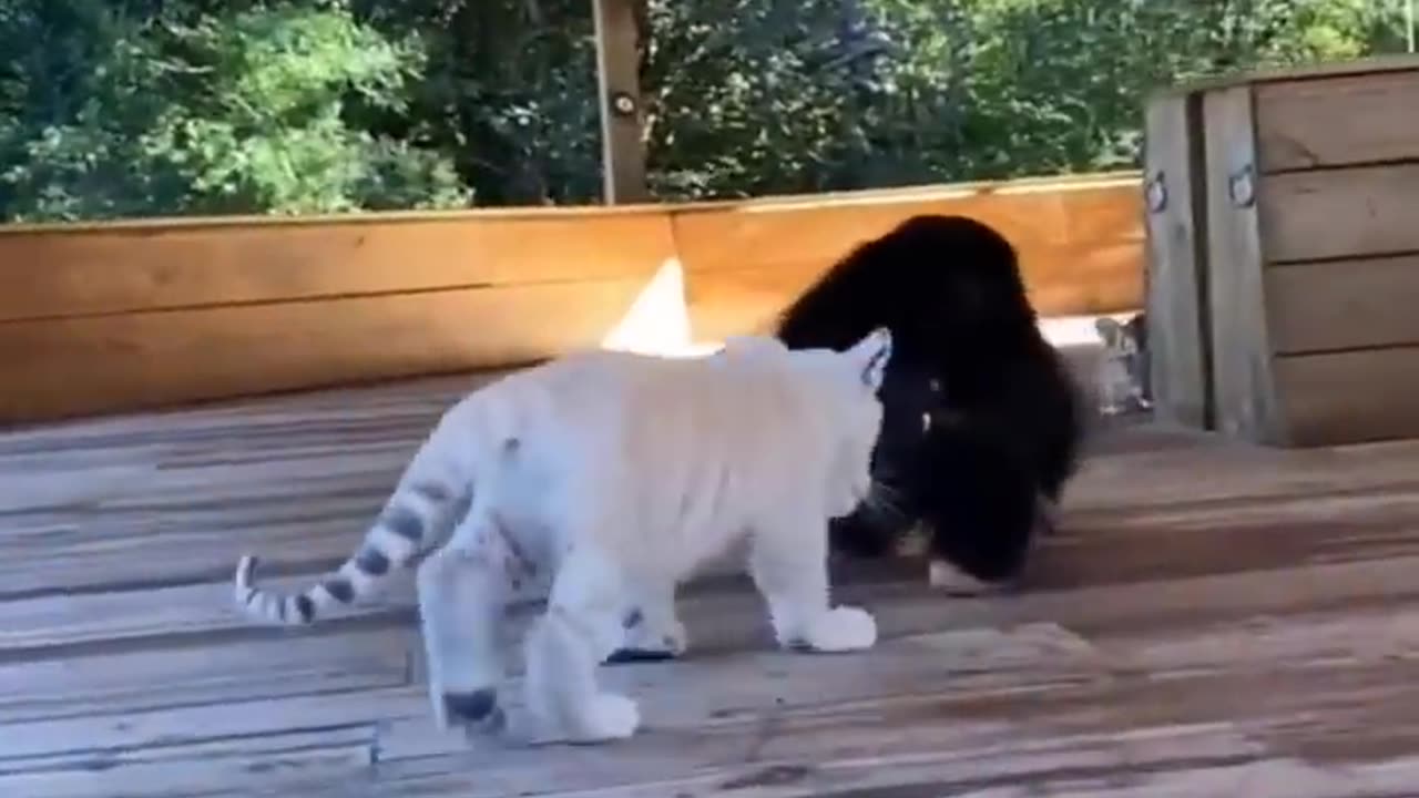must see