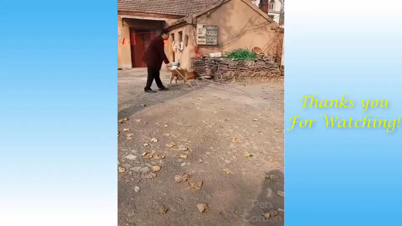 Best Funny Pets Compilation | Cute Animals