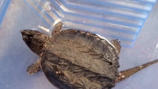 beautiful turtle