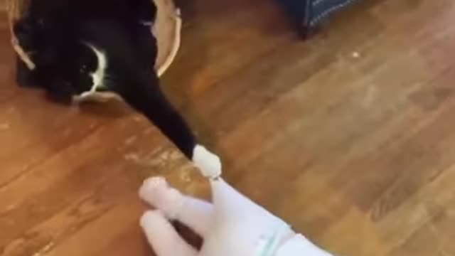 Cats playing with babies 😍 adorable video of cats😘