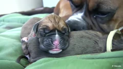 Dog has amazing birth while standing scene