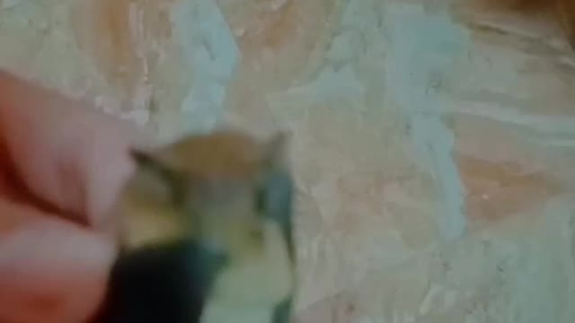 I catched a cute bat🦇❤️