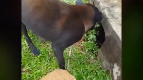 Puppies rescued from drain