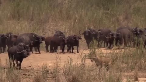 Angry Buffalo