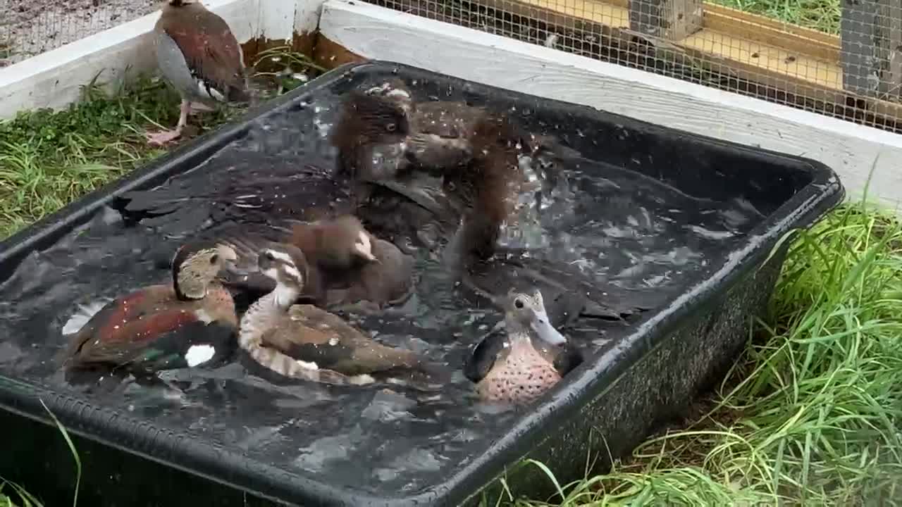 Wild ducks bathing