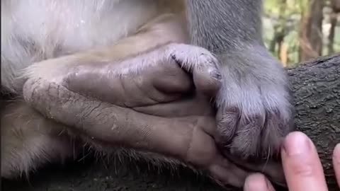 Monkey video 2022 #shorts