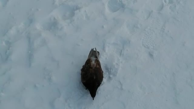 Ordinary city pigeon in the winter.