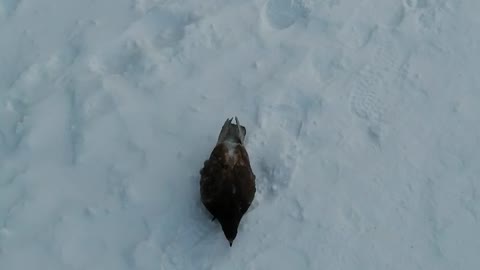 Ordinary city pigeon in the winter.