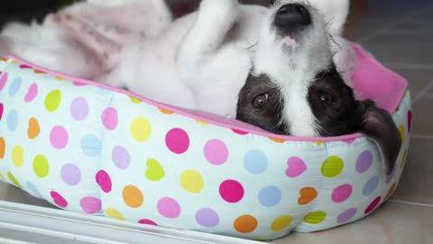 HD Puppy