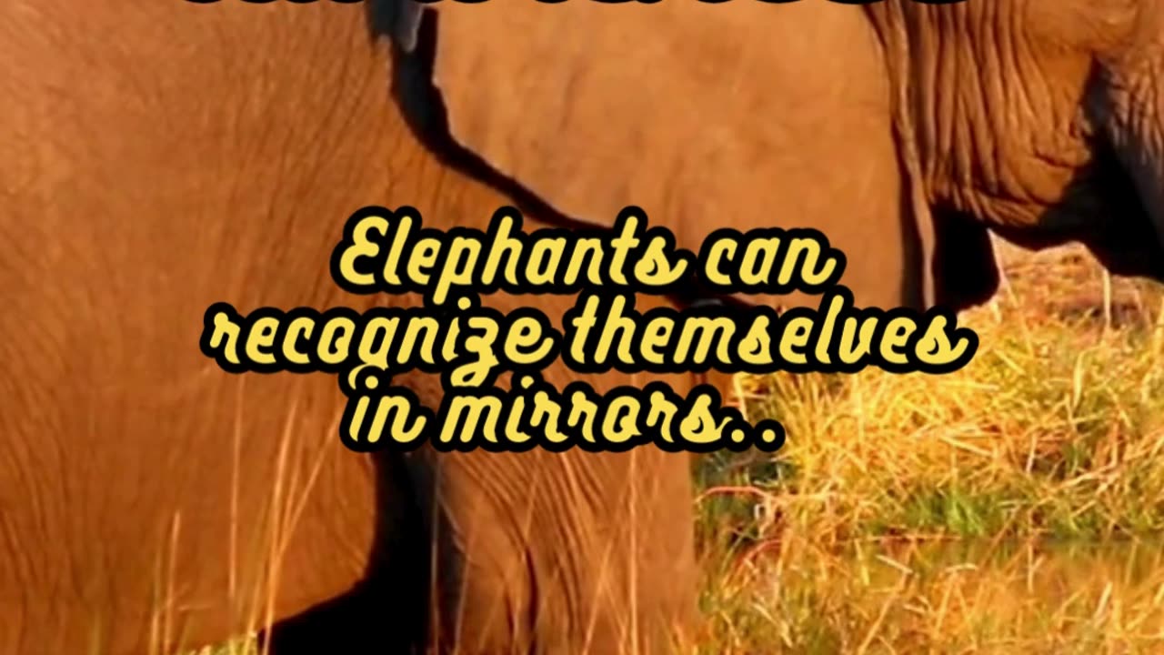 Animal Facts Elephant Self-Awareness #shorts